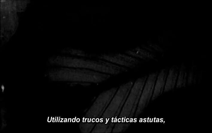 Tie Shan Gongzhu (?)