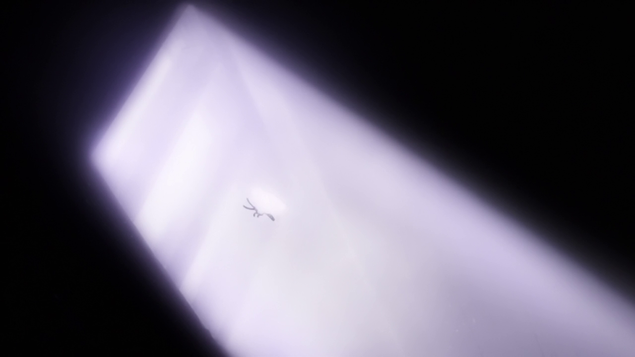 Samurai Champloo (EvoShare)