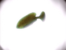 Aru Tabibito no Nikki