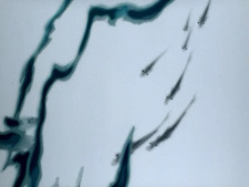 Feeling form Mountain and Water