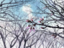 Love Hina: Especial primavera - Que no caiga la flor del cerezo