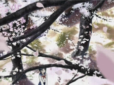 Love Hina: Especial primavera - Que no caiga la flor del cerezo