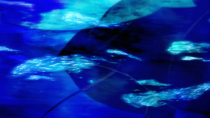 Totsukuni no Shoujo (2022)